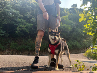 Easy Ways to Keep Your Pet Happy and Healthy