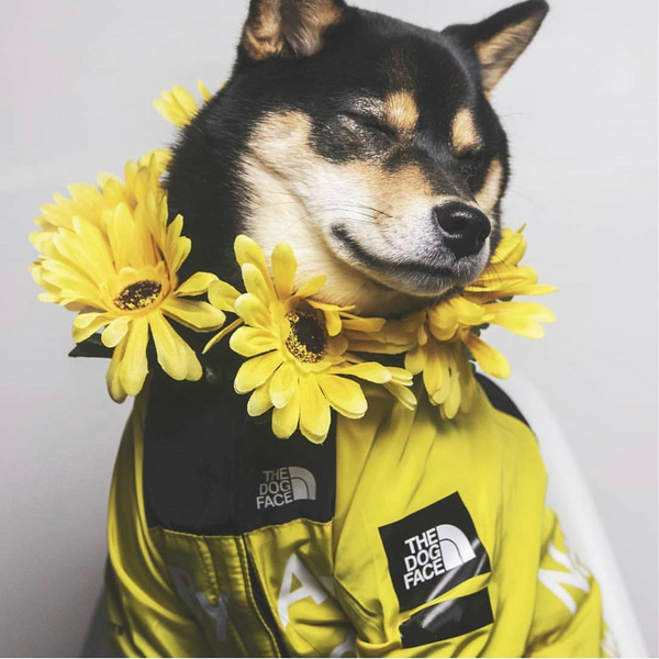 Rain jacket Sizes for 4.5KG-47KG