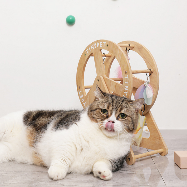 Cat Playing Wonder Wheel, TINYPET
