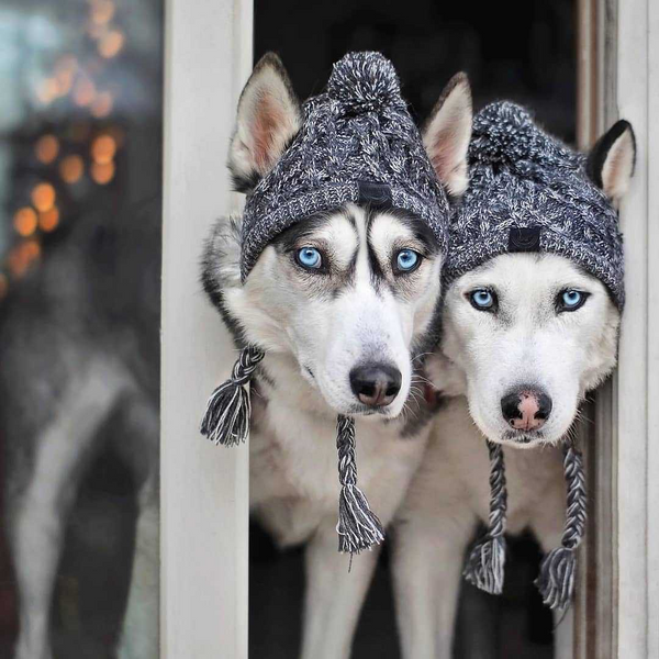 Winter Knitted Dog Hat with Pom-Pom Grey/Pink